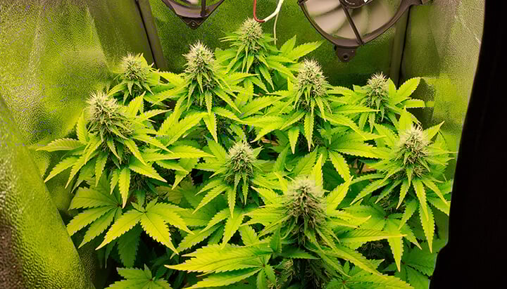 Bubble Kush