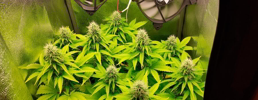 Bubble Kush