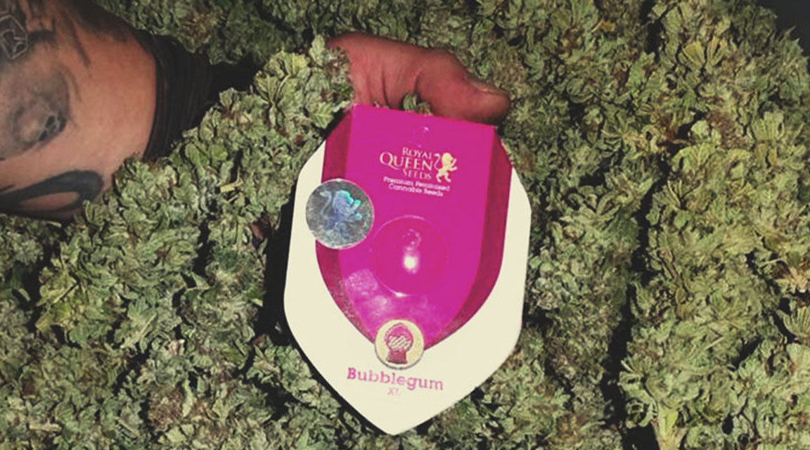 Bubblegum XL Bubblegum XL