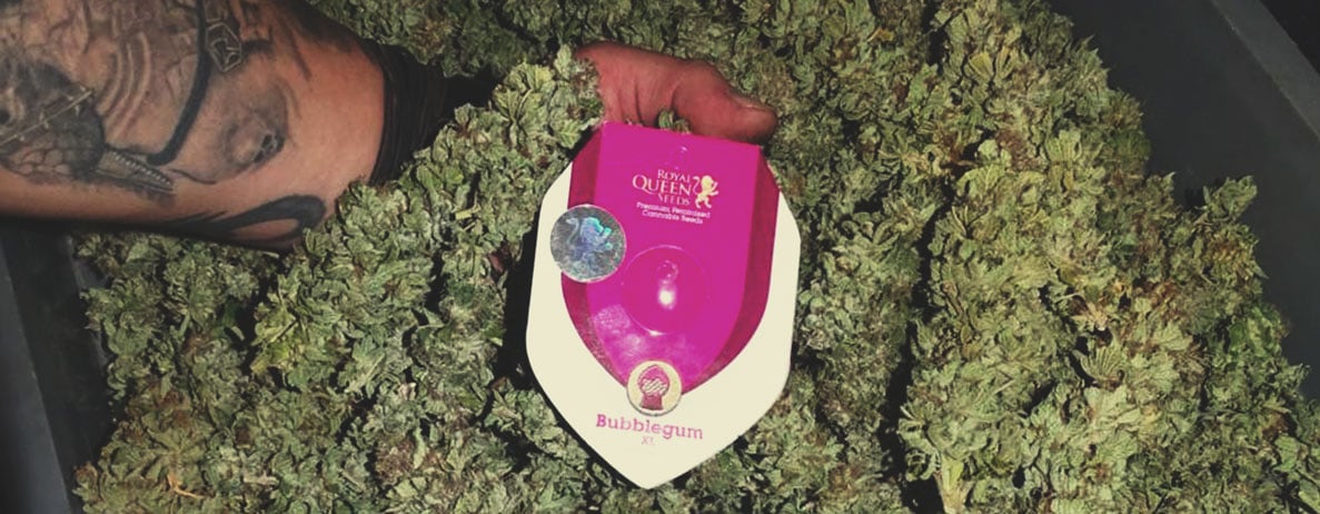 Bubblegum XL Bubblegum XL