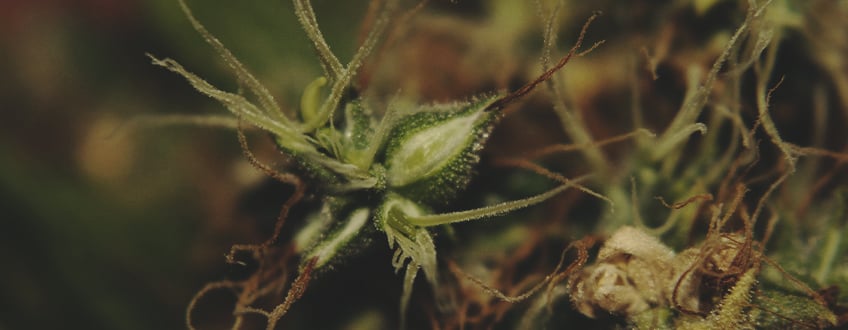 CALYXES BECOME PLUMP CALYXES BECOME PLUMP