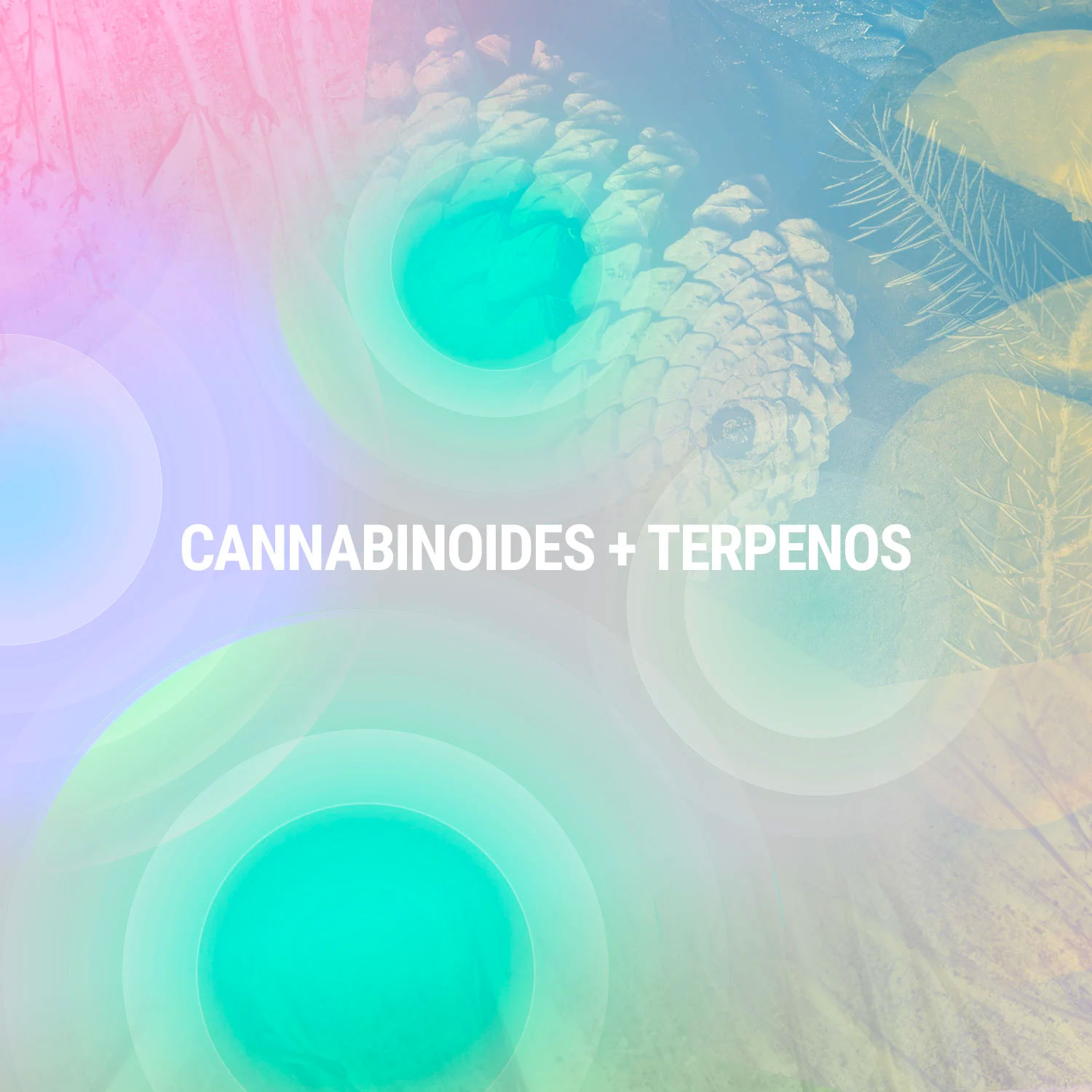 Cannabinoids + Terpens