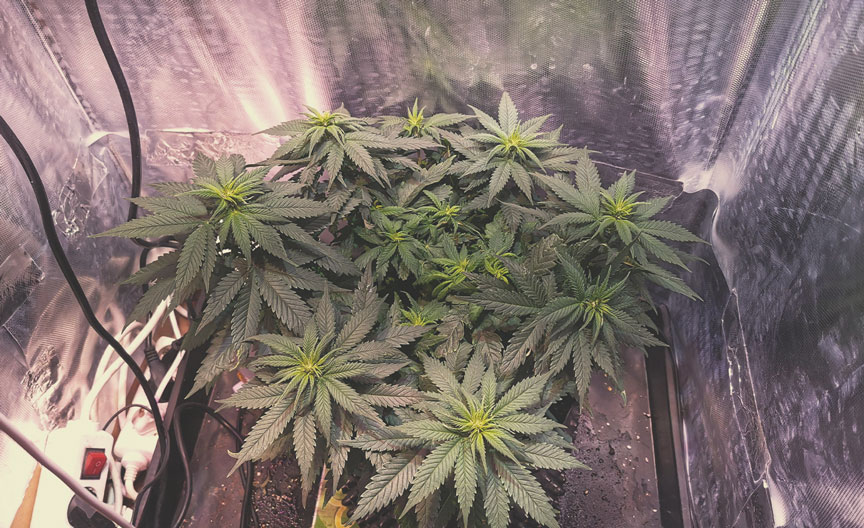 Candy Kush Express Candy Kush Express