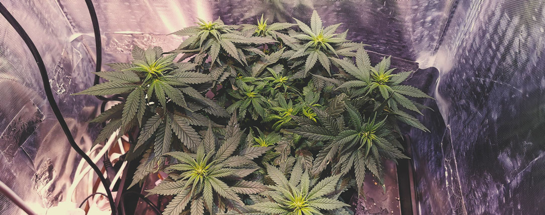 Candy Kush Express Candy Kush Express