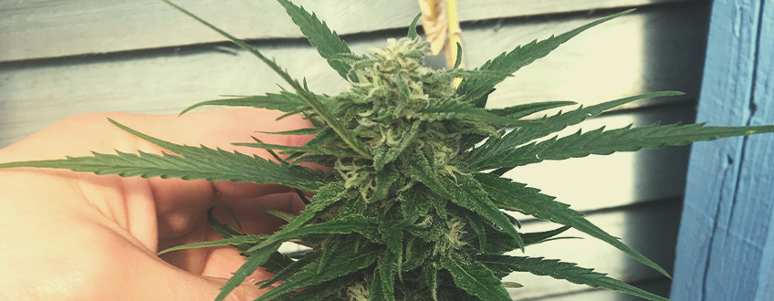 Candy Kush