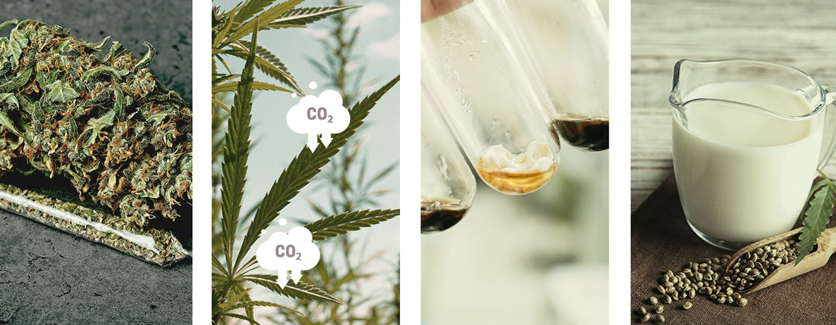 How Is Hemp Used? How Is Hemp Used?