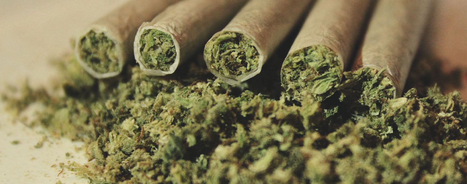 Cannabis Cannabis
