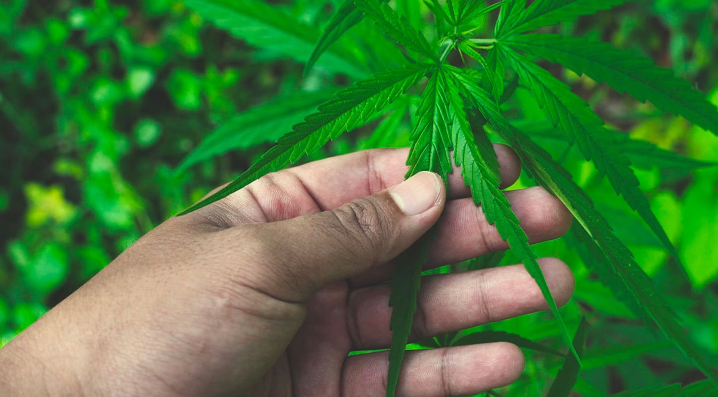 Tracing Cannabis Use Through Language Tracing Cannabis Use Through Language