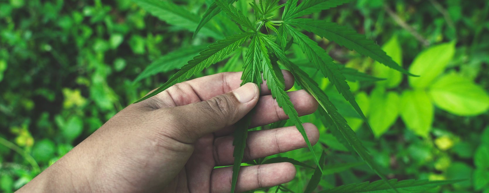 Tracing Cannabis Use Through Language Tracing Cannabis Use Through Language