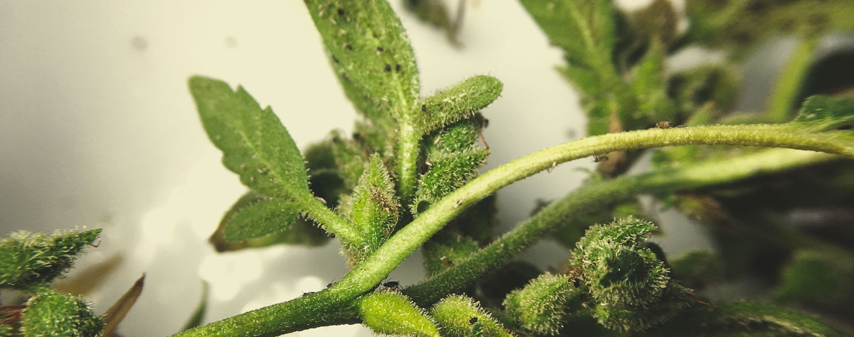 What Cannabis Leaves Can Tell You What Cannabis Leaves Can Tell You
