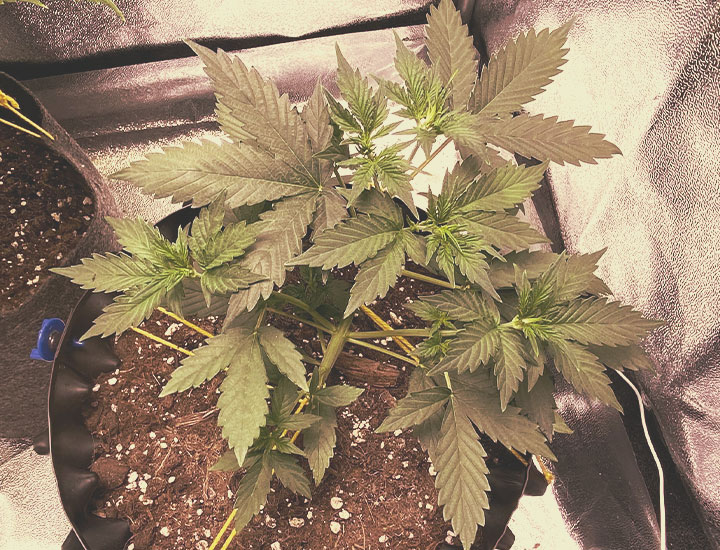 Topping and Training Autoflowering Cannabis