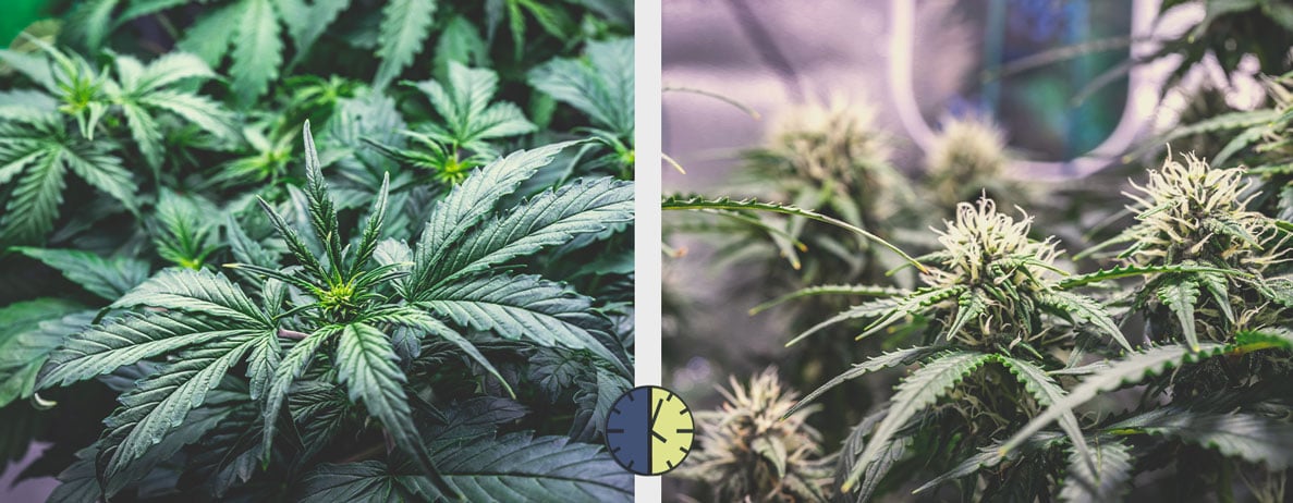 Pros i contres de les varietats de cànnabis autoflorecientes
