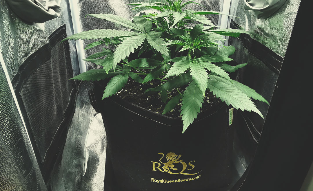 How To Avoid Small Auto Cannabis Plants How To Avoid Small Auto Cannabis Plants
