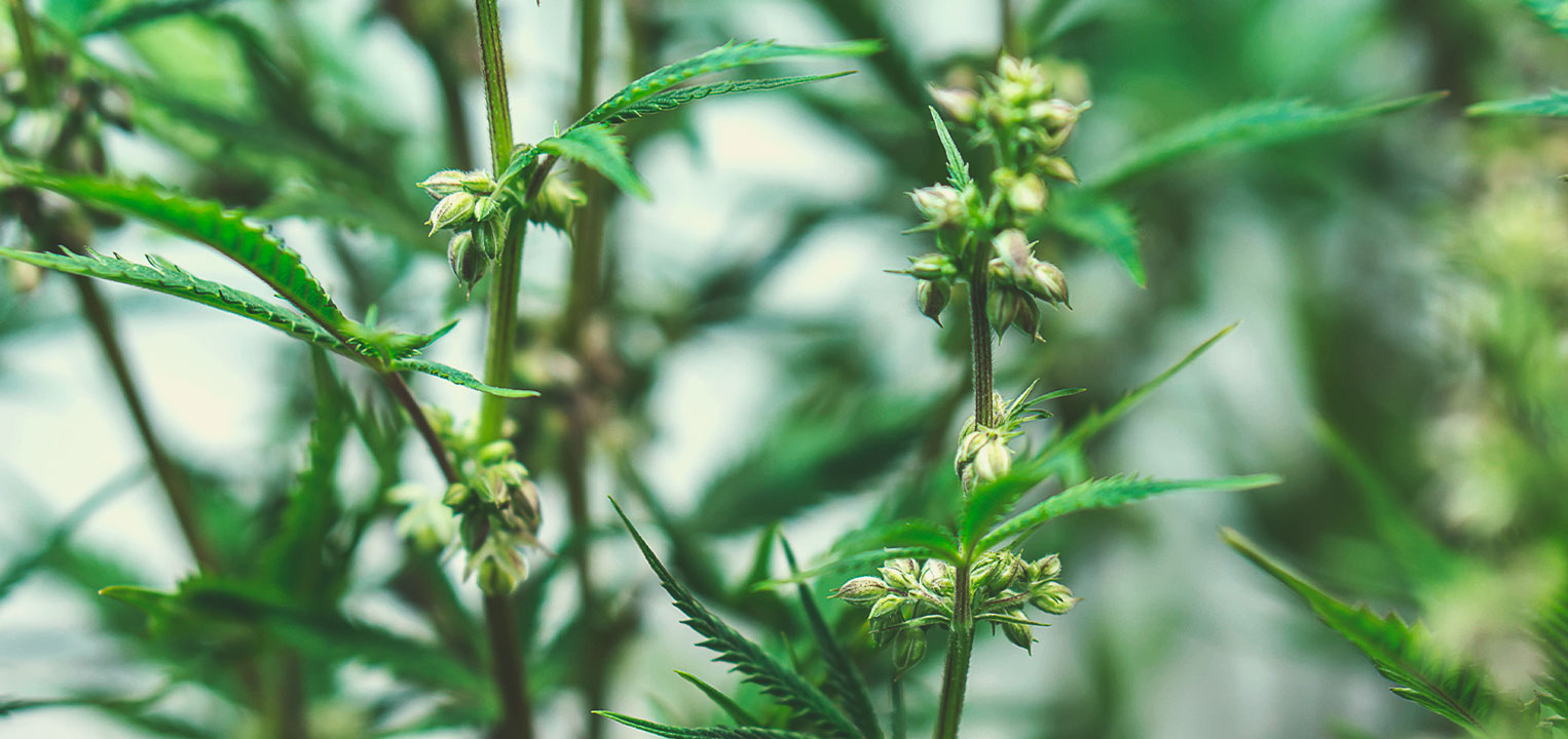 Medical cannabis seeds Medical cannabis seeds