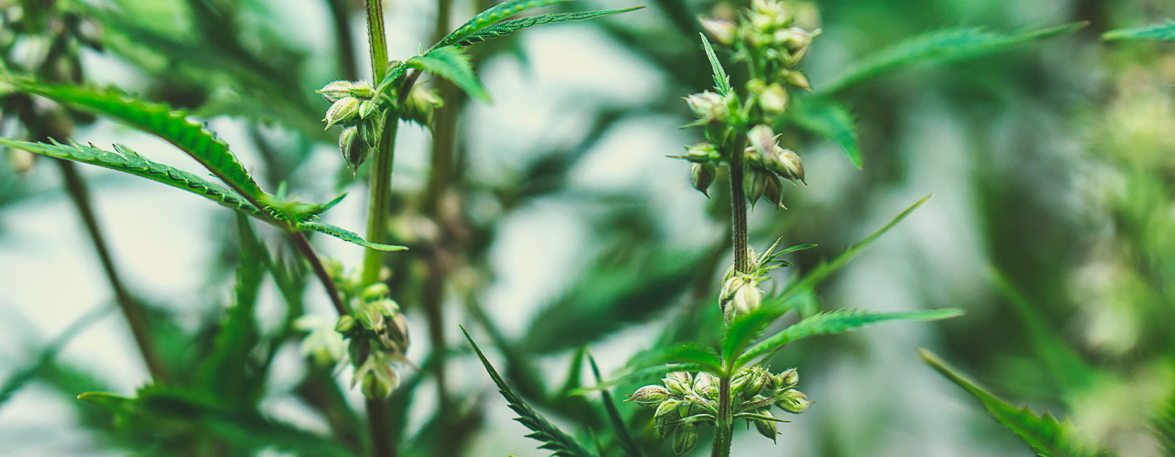 Medical cannabis seeds Medical cannabis seeds
