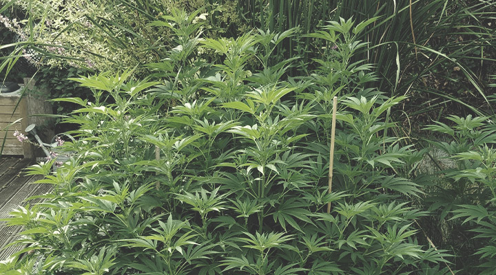 Support Plants With String and Stakes Support Plants With String and Stakes