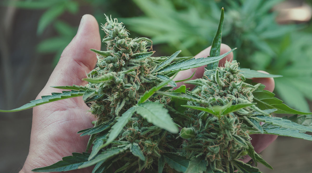Slang Terms for Cannabis Flowers Slang Terms for Cannabis Flowers
