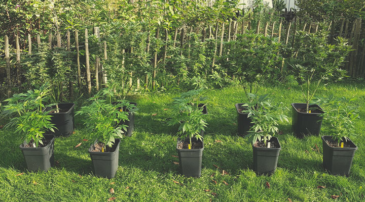 Understanding Cannabis Genetics Terminology Understanding Cannabis Genetics Terminology