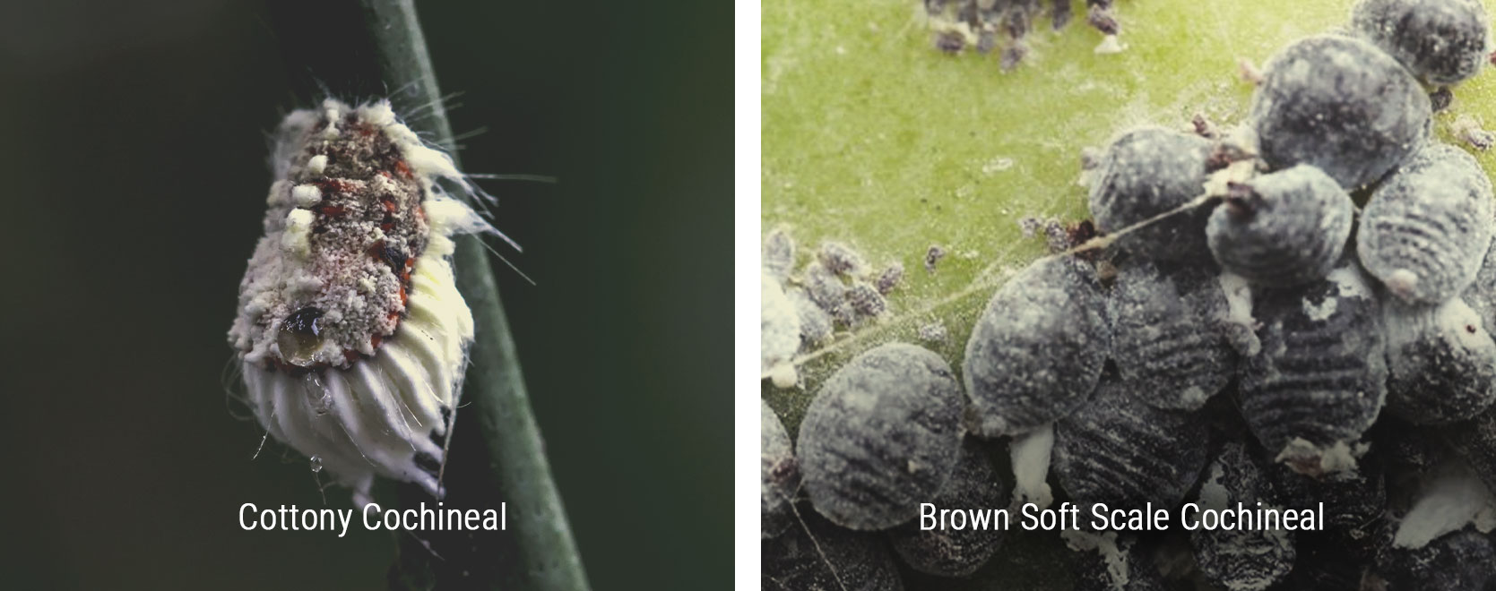 What Is the Cochineal? What Is the Cochineal?