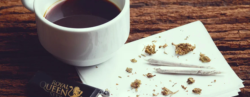COFFE WEED CANNABIS ROYAL QUEEN SEEDS