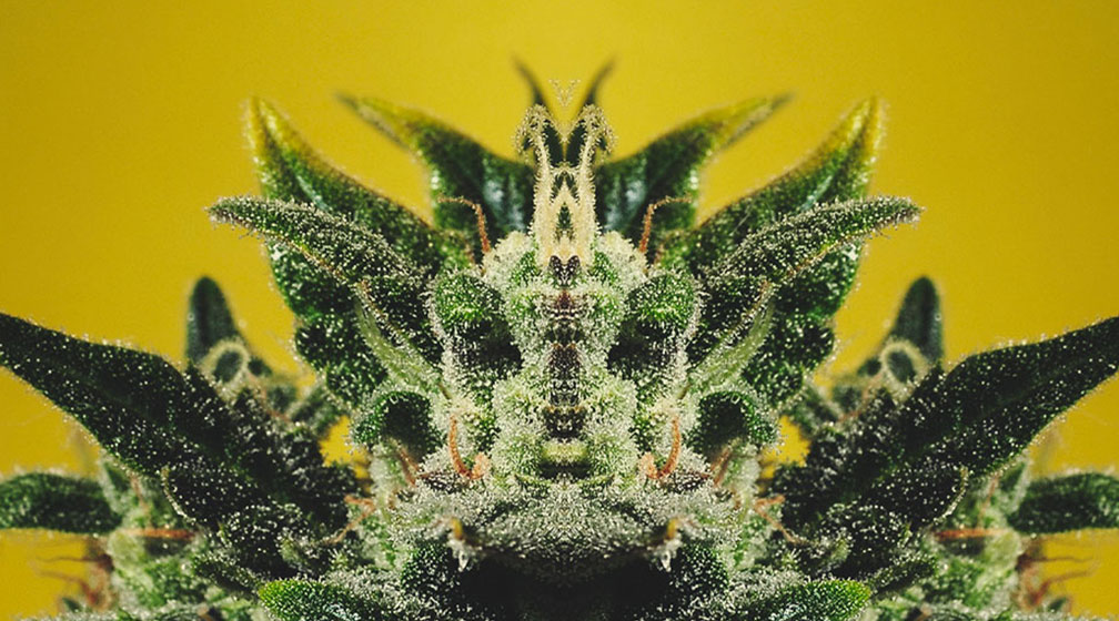 What does the sentence, “The plant shows the truth” mean? What does the sentence, “The plant shows the truth” mean?