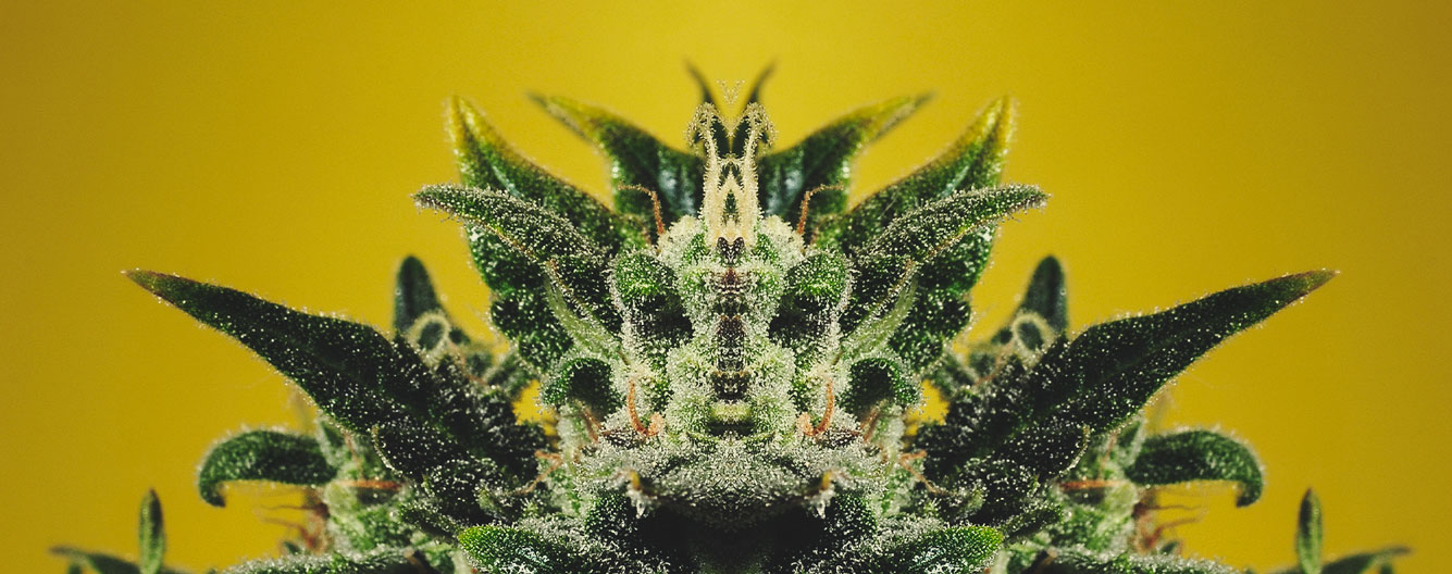 What does the sentence, “The plant shows the truth” mean? What does the sentence, “The plant shows the truth” mean?