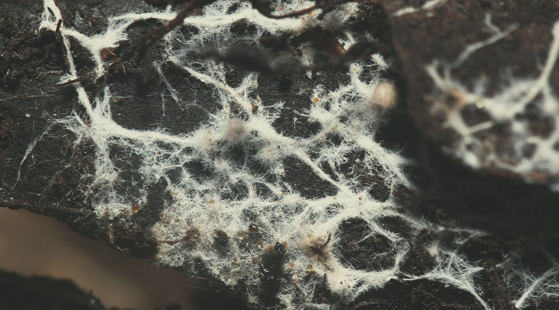 Root Aphids Root Aphids