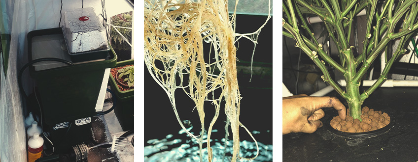 How to set up a DWC grow How to set up a DWC grow