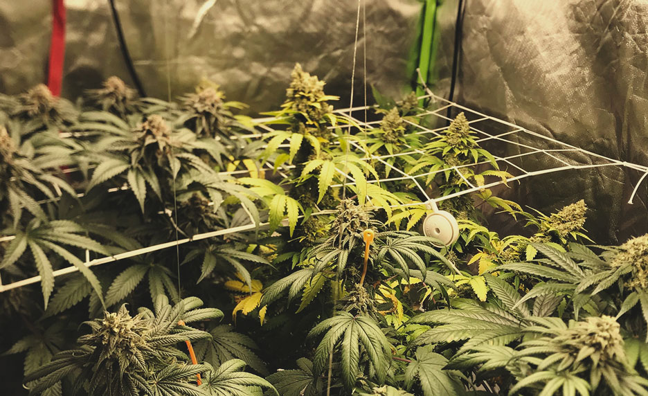Can you mix different strains in the same grow?