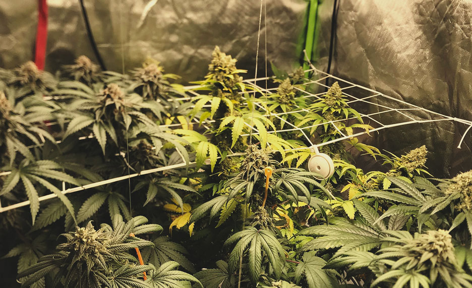 Can you mix different strains in the same grow? Can you mix different strains in the same grow?