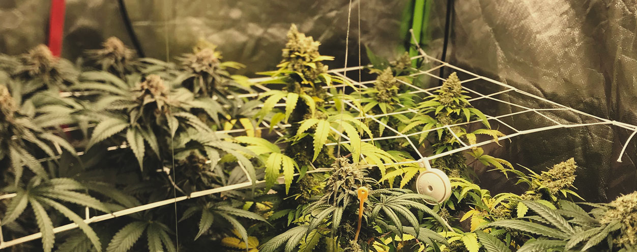Can you mix different strains in the same grow? Can you mix different strains in the same grow?