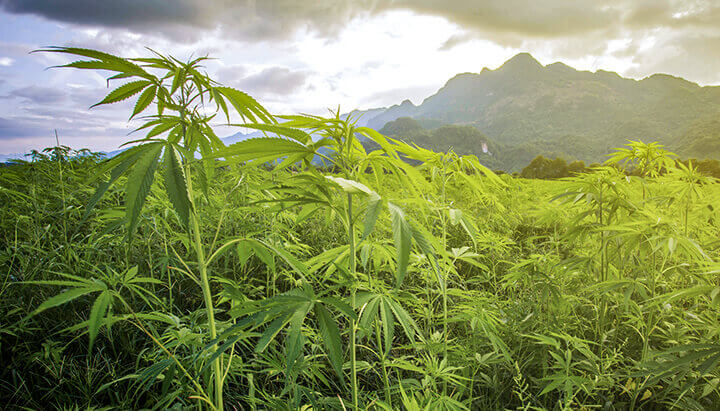 Cannabis Kush mountains