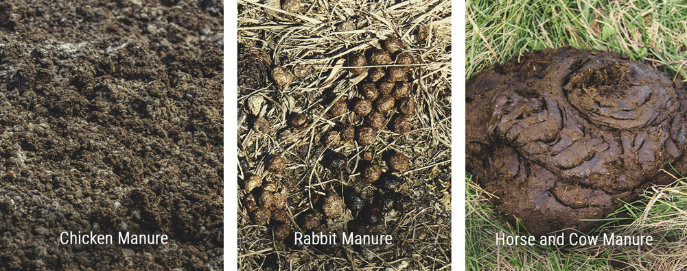 Only Spread Well-Rotted Manure Only Spread Well-Rotted Manure