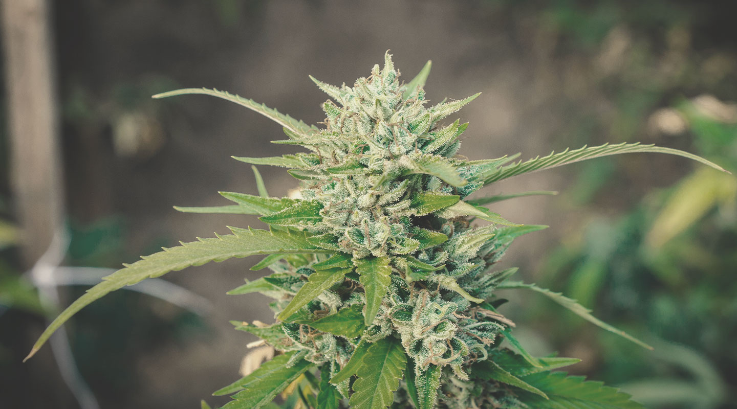 Use CBD Strains Instead Use CBD Strains Instead