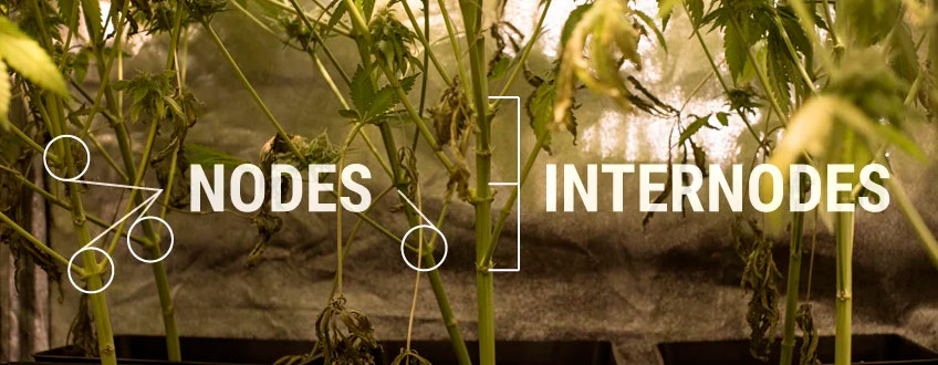 Nodes Internodes Cannabis Plant Structure
