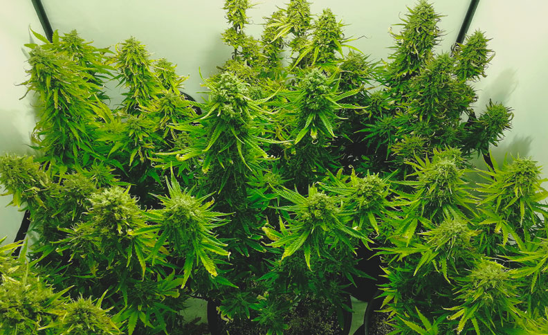 How To Avoid Small Auto Cannabis Plants How To Avoid Small Auto Cannabis Plants