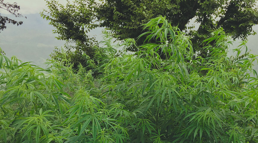 Slang Terms for the Cannabis Plant Slang Terms for the Cannabis Plant