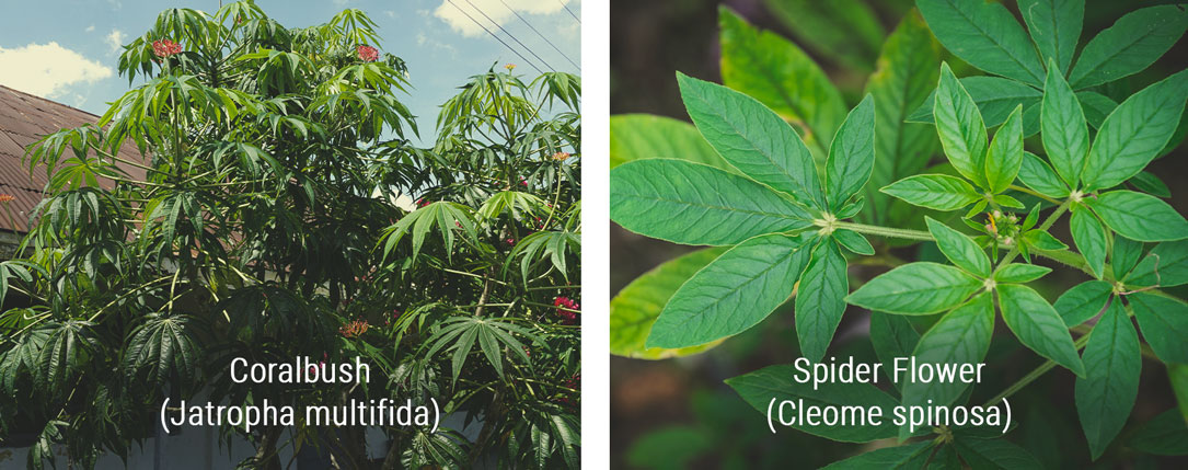 Plants That Look Similar to Cannabis