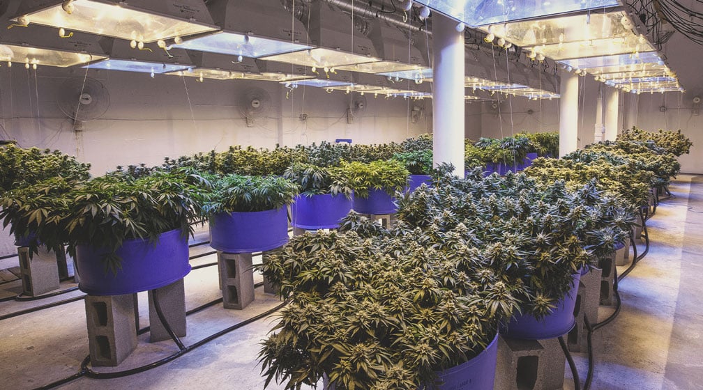 The Professionalisation of Cannabis Cultivation The Professionalisation of Cannabis Cultivation