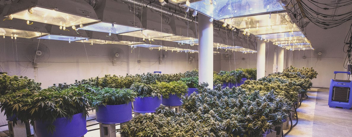 The Professionalisation of Cannabis Cultivation