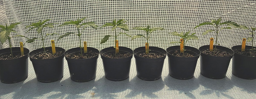 Les varietats de marihuana més fàcils de conrear per a principiants Les varietats de marihuana més fàcils de conrear per a principiants