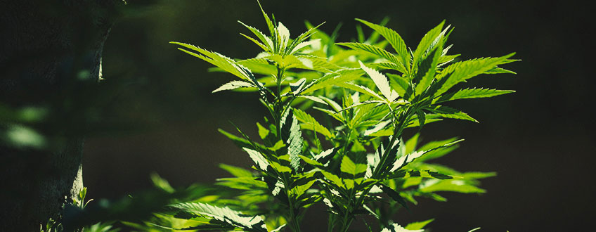 How to Move Indoor Cannabis Plants Outdoors How to Move Indoor Cannabis Plants Outdoors