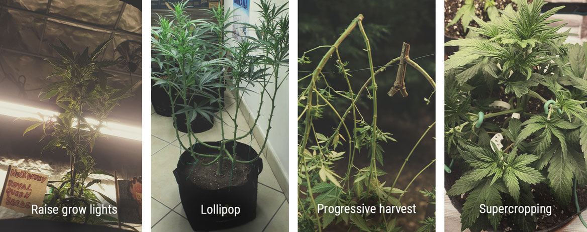 How To Control Height in the Flowering Stage How To Control Height in the Flowering Stage