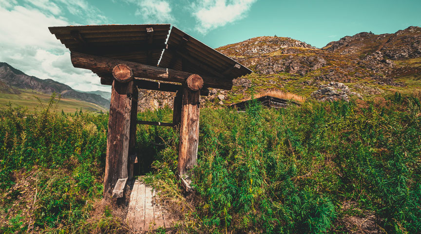 The Etymology of Weed The Etymology of Weed