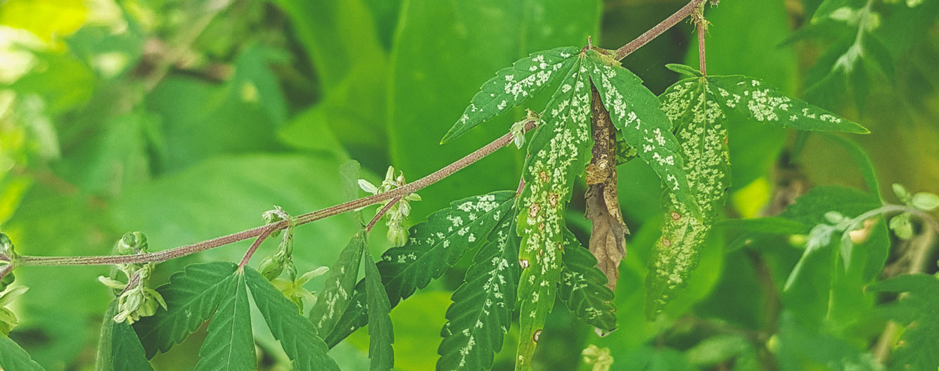 What Cannabis Leaves Can Tell You What Cannabis Leaves Can Tell You