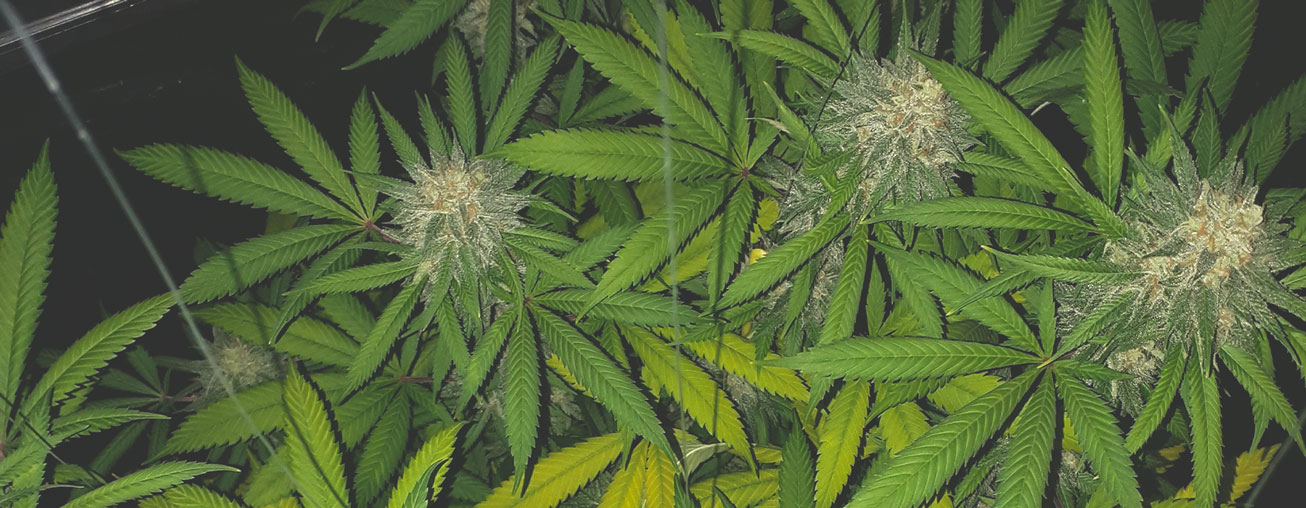 Best Ways To Support Large Cannabis Buds Indoors and Outdoors Best Ways To Support Large Cannabis Buds Indoors and Outdoors