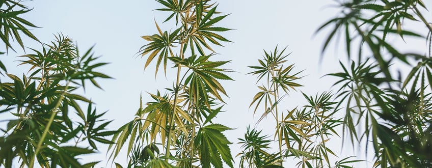 Tall Cannabis Plants