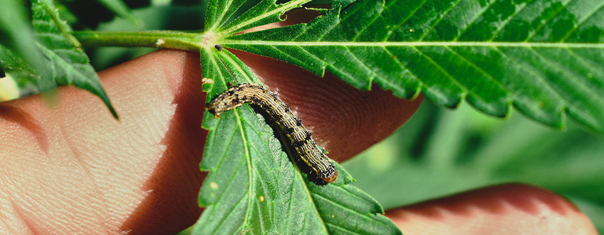 Caterpillar in a weed plant