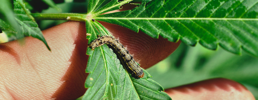 Caterpillar in a weed plant Caterpillar in a weed plant