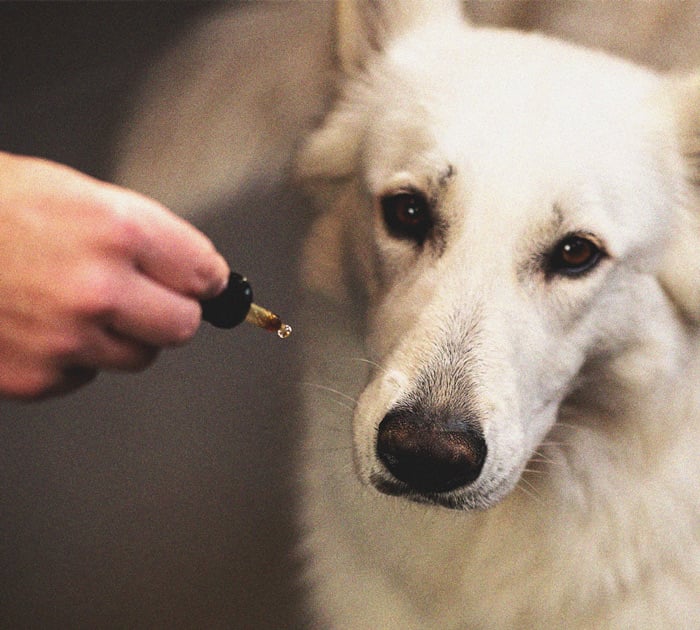 What to Do if Your Dog Gets High What to Do if Your Dog Gets High